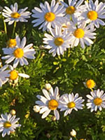 daisies