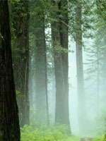 trees